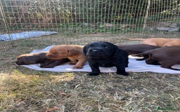 Cockerdor dogs for sale: Beautiful Cockerdor puppies for sale  - Image 10