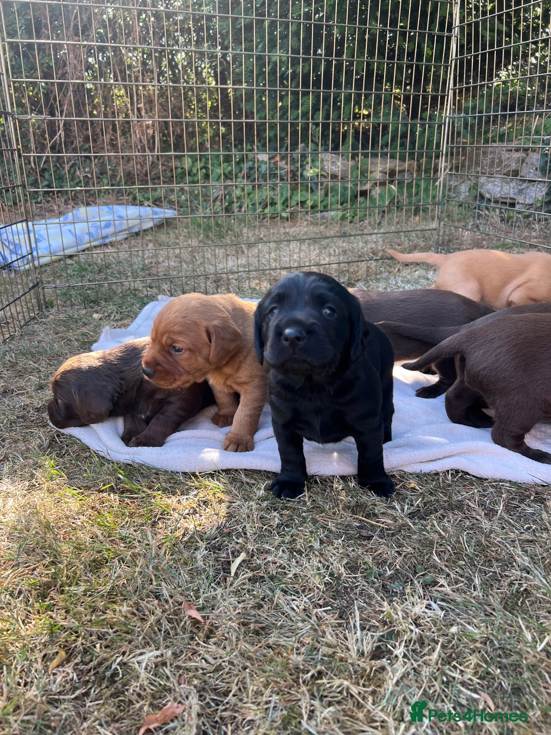 Cockerdor dogs for sale: Beautiful Cockerdor puppies for sale  - Image 10