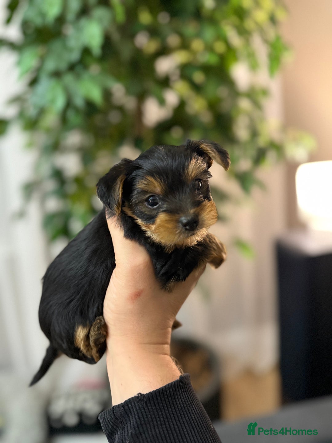 Yorkshire Terrier dogs for sale: Yorkshire Terrier Puppy – Boy - Advert 4