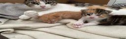 Mixed Breed cats for sale: Kittens for sale - Advert 2