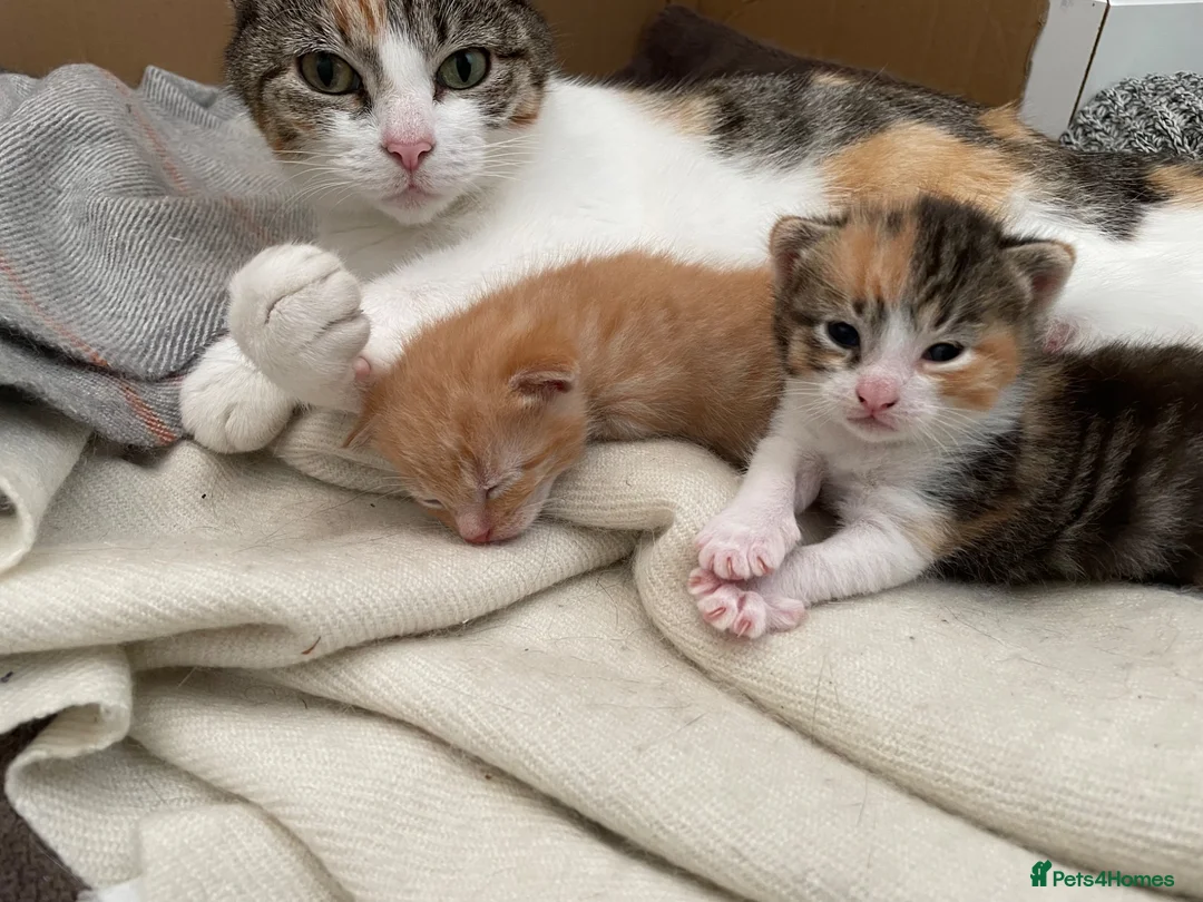 Mixed Breed cats for sale: Kittens for sale - Advert 2