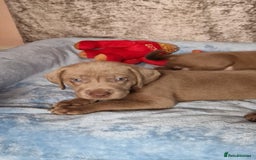 Labrador Retriever dogs for sale: Adorable Silver Labrador Puppies  - Image 20