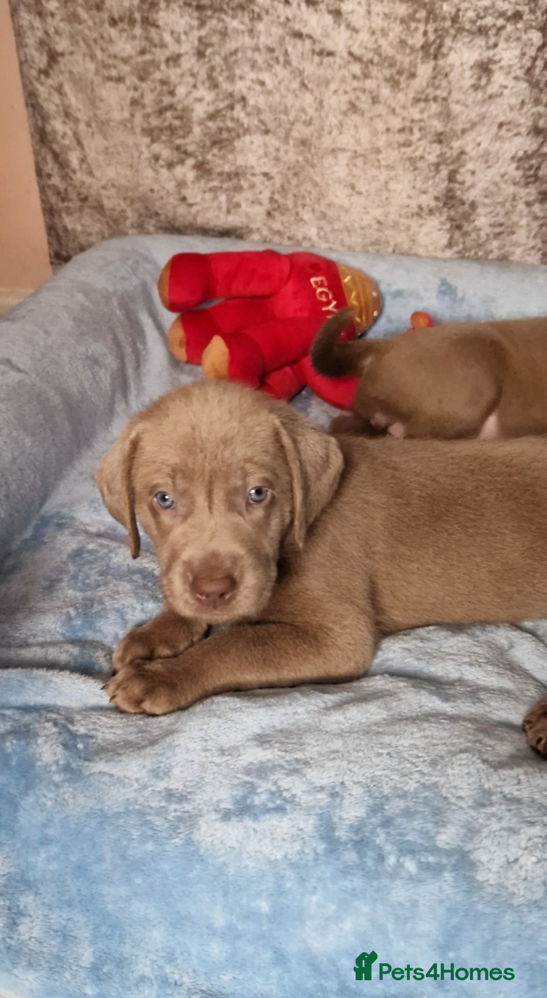 Labrador Retriever dogs for sale: Adorable Silver Labrador Puppies  - Image 20