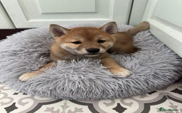 Japanese Shiba Inu dogs for sale: Japanese Shiba Inu Puppies - Image 20