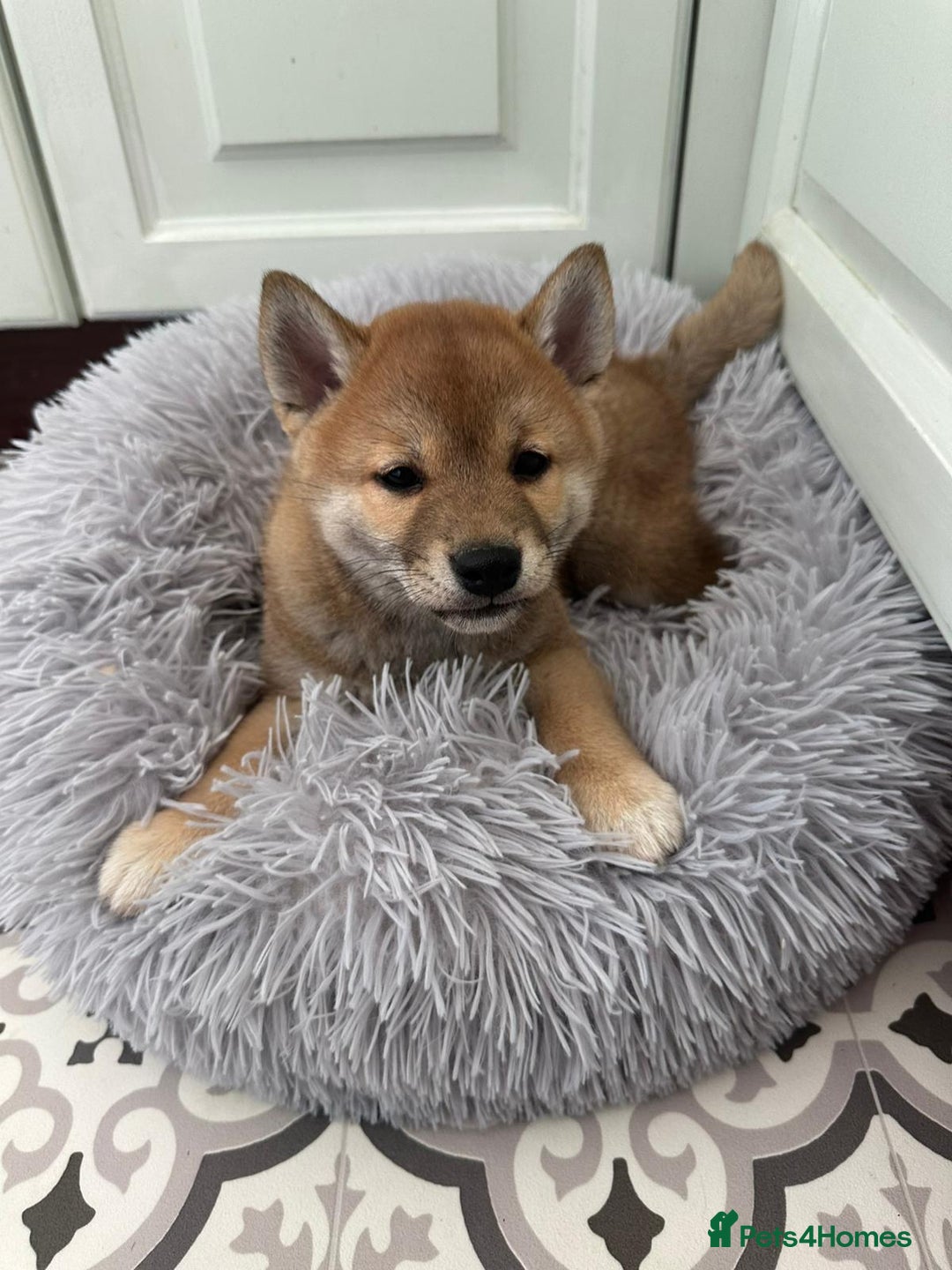 Japanese Shiba Inu dogs for sale: Japanese Shiba Inu Puppies - Image 20
