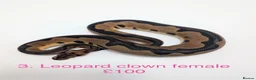 Python Snake reptiles for sale: Various baby royals looking for new postcodes. - Advert 4