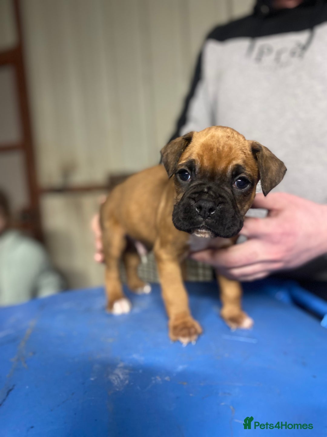 Boxer dogs for sale: Beautiful boxer puppies for sale  - Advert 2