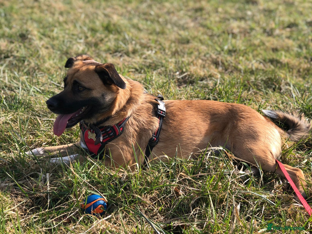 Mixed Breed dogs for adoption: Maple - Image 6
