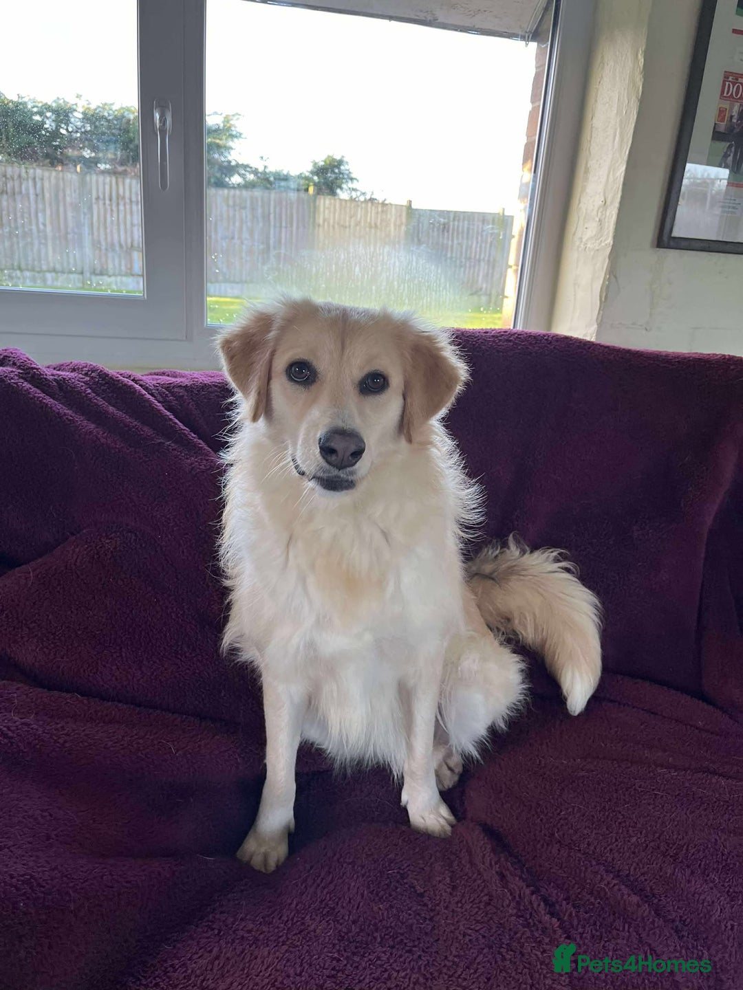 Mixed Breed dogs for adoption: PERDY - Advert 6