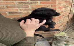 Labrador Retriever dogs for sale: Labrador puppies  - Image 2