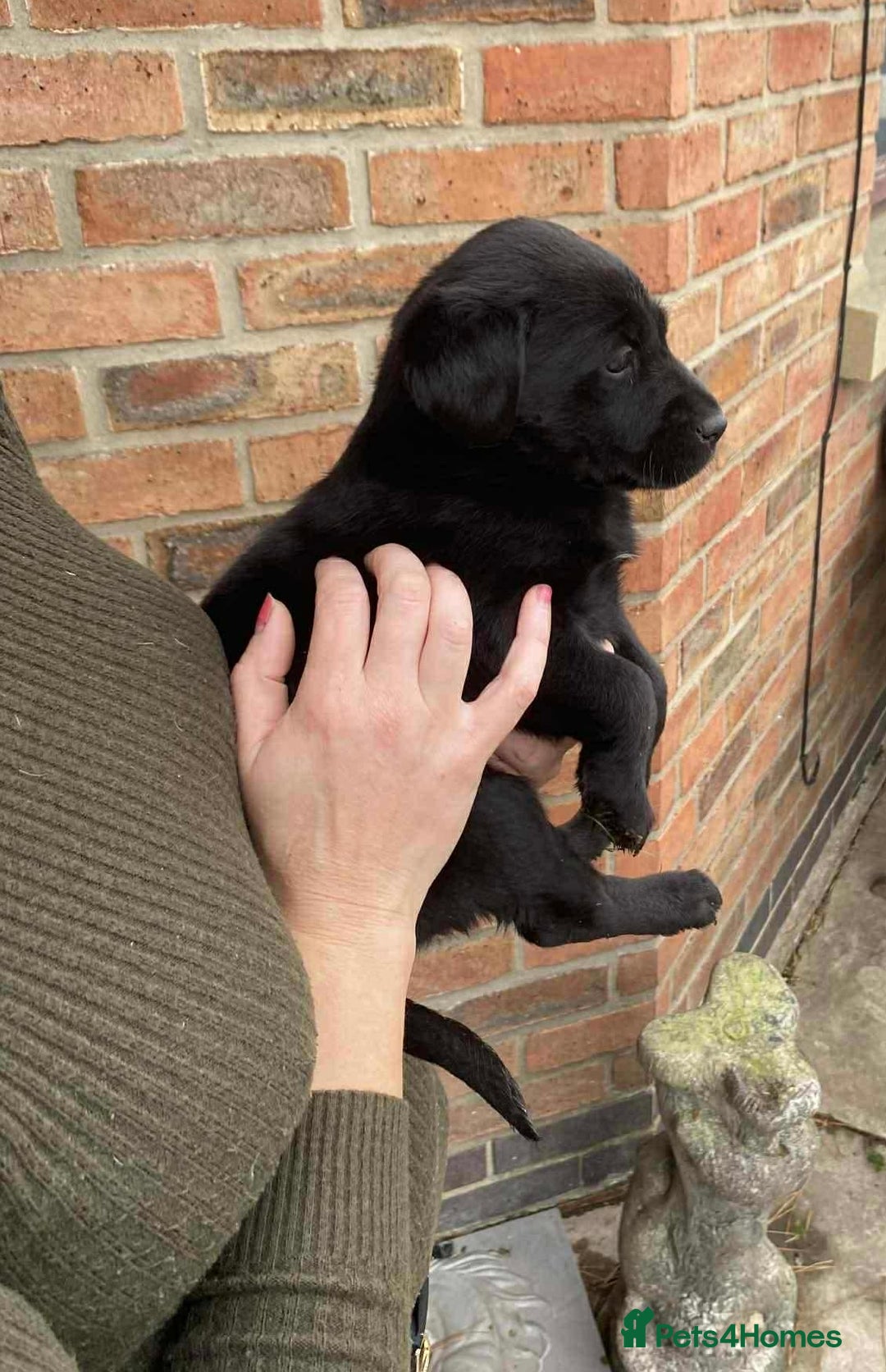Labrador Retriever dogs for sale: Labrador puppies  - Image 2