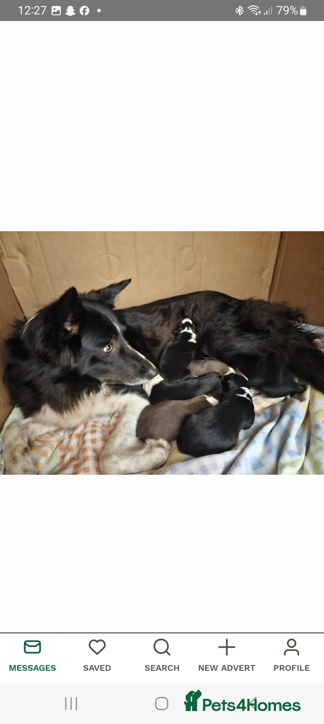 Border Collie dogs for stud: Milo for stud (PROVEN) in Chesterfield - Advert 24