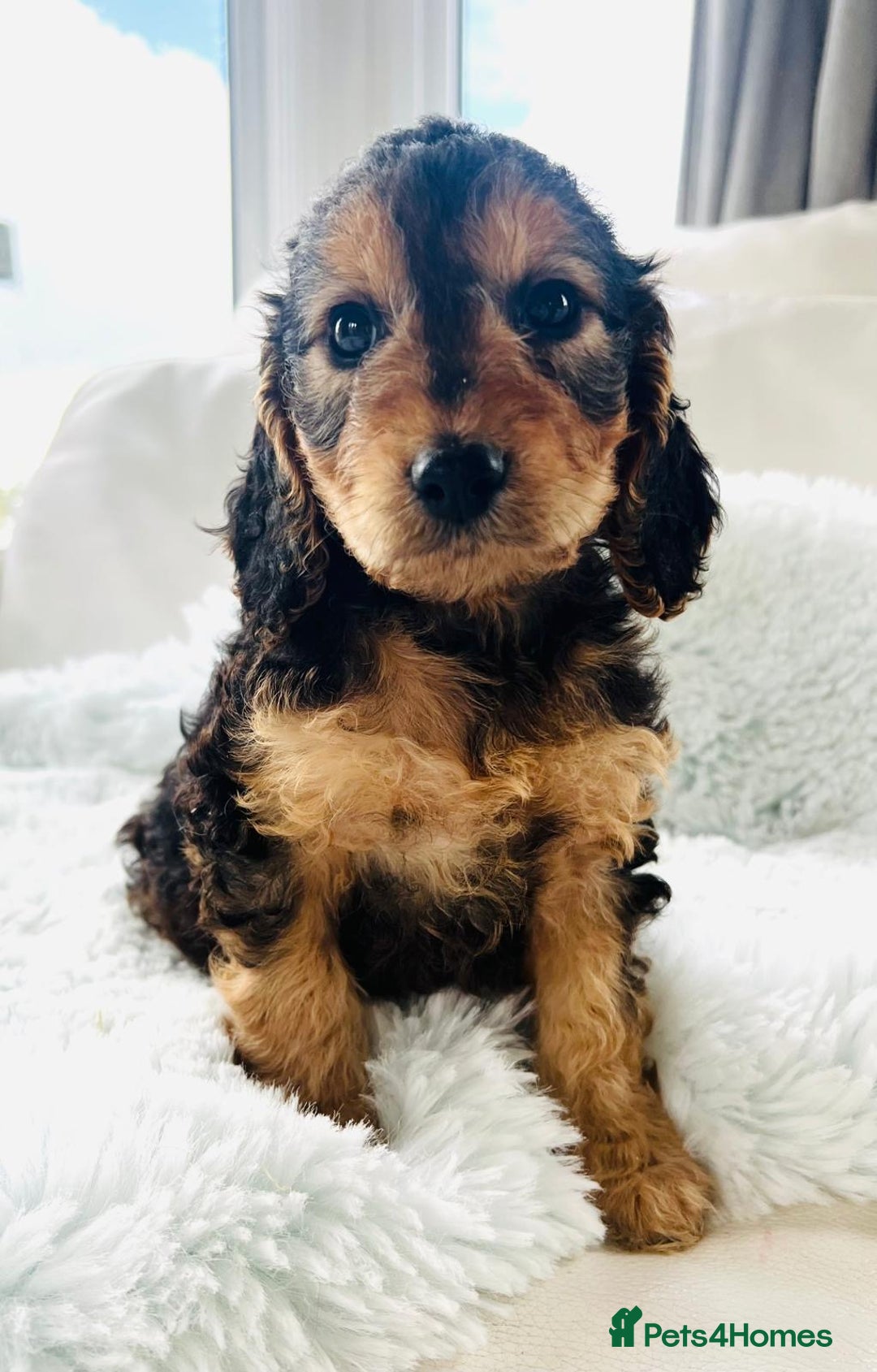 Cockapoo dogs for sale: F1 cockapoo puppies  - Image 6