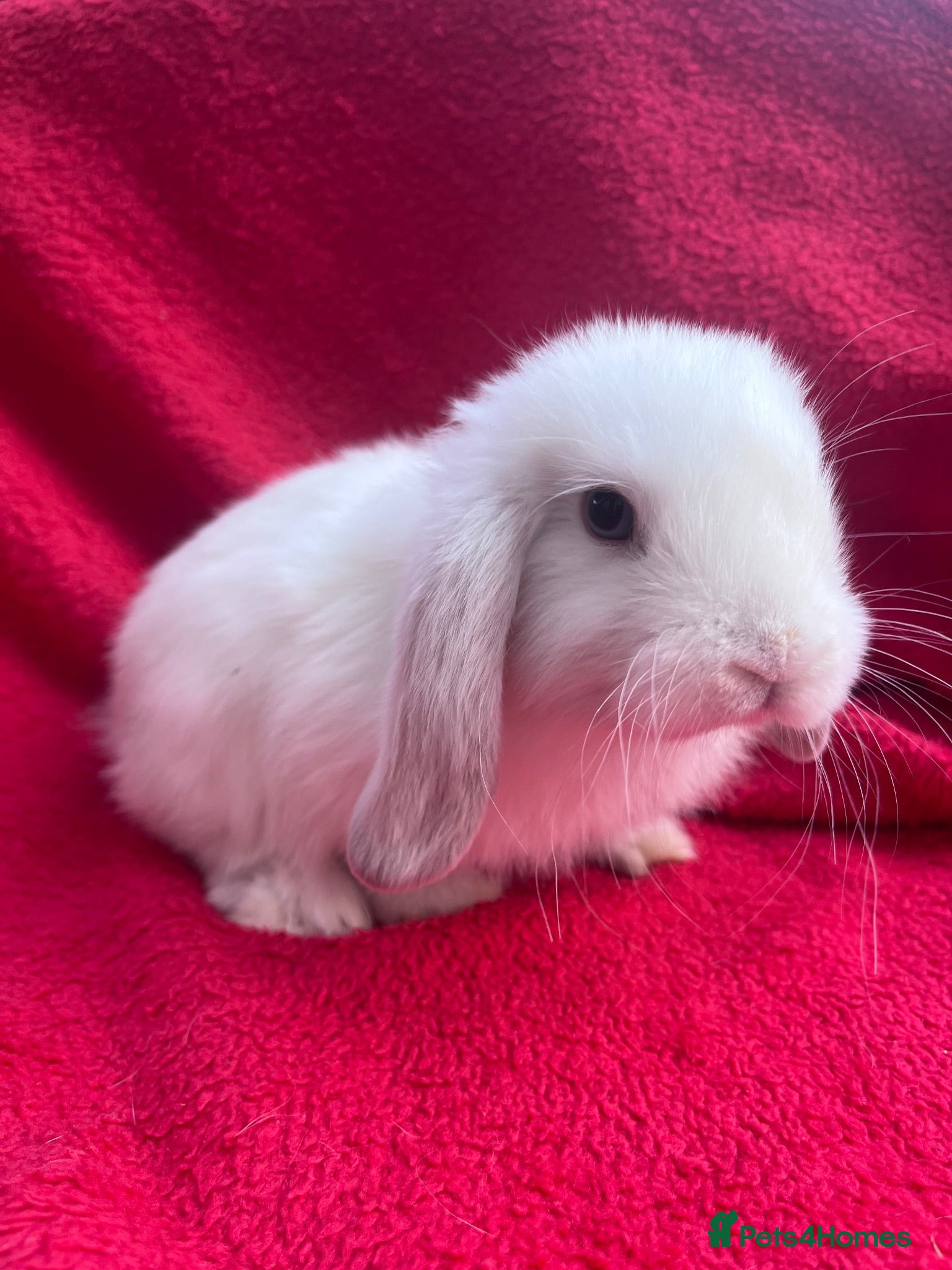 Mini Lop rabbits Mini lop bunnies  - Advert 2