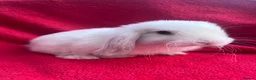 Mini Lop rabbits for sale: Mini lop bunnies  - Advert 1