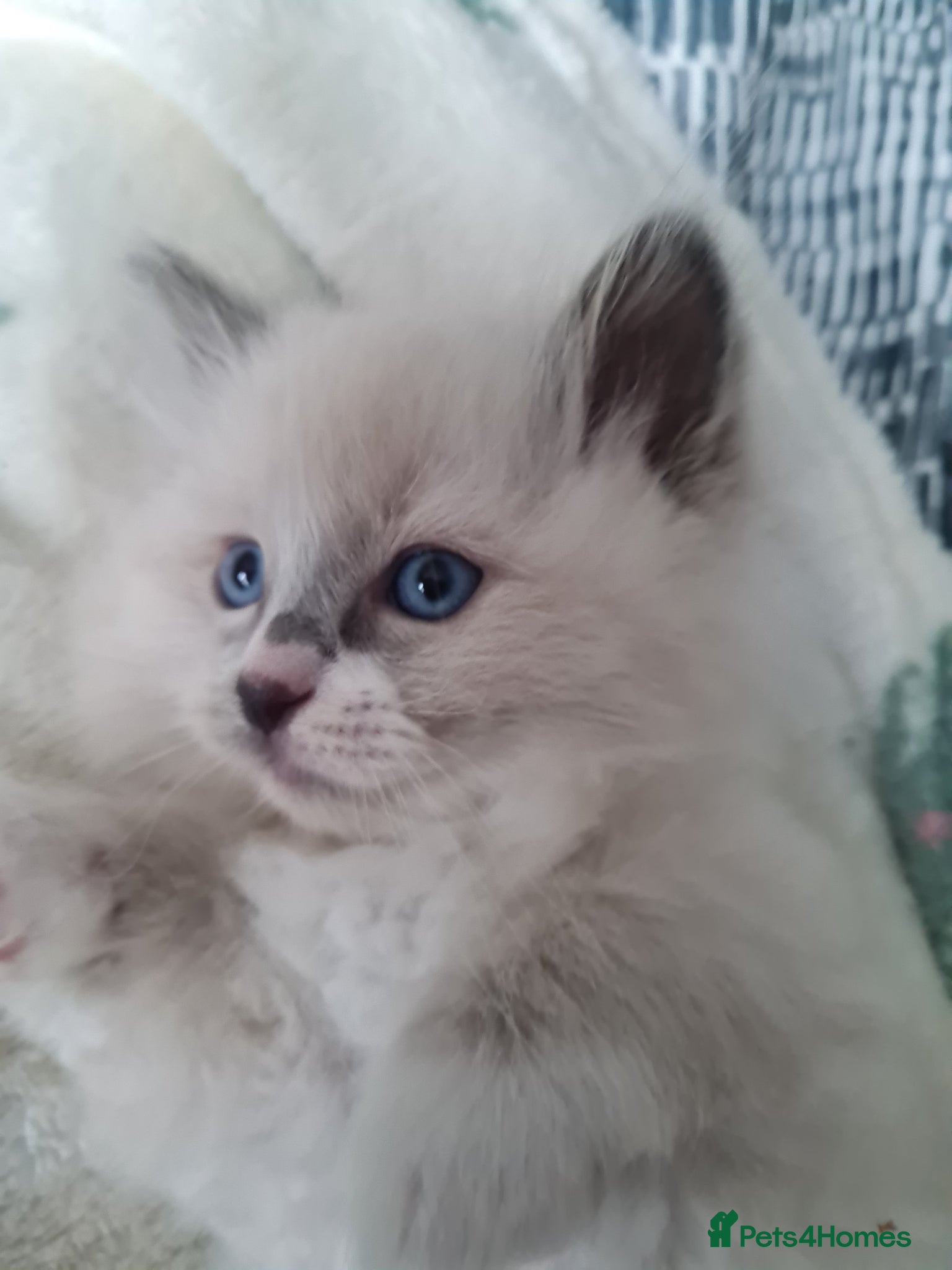 Ragdoll cats Ragdoll kittens for sale  - Advert 12