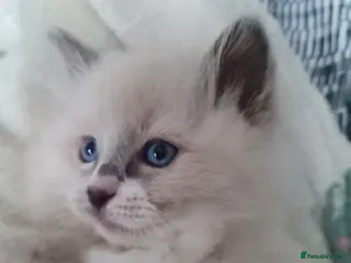 Ragdoll cats Ragdoll kittens for sale - Advert 12