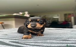 Miniature Dachshund dogs for sale: KC short haired miniature Black and Tan puppies - Image 11