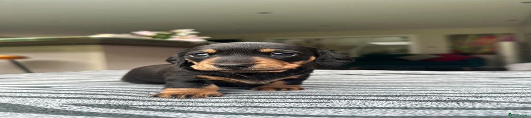 Miniature Dachshund Puppy 2