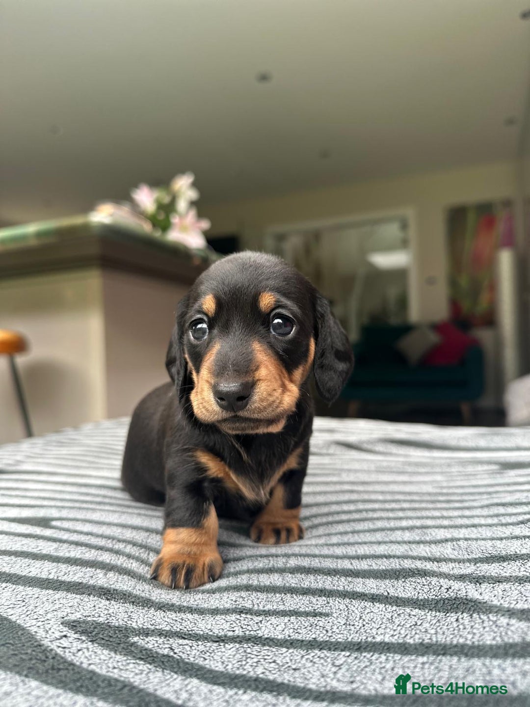 Miniature Dachshund dogs for sale: KC short haired miniature Black and Tan puppies - Image 11