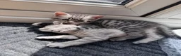British Shorthair cats for sale: Beautiful litter of British shorthair cross  in Yeovil - Advert 6