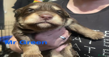 German Shepherd dogs - Advert 16