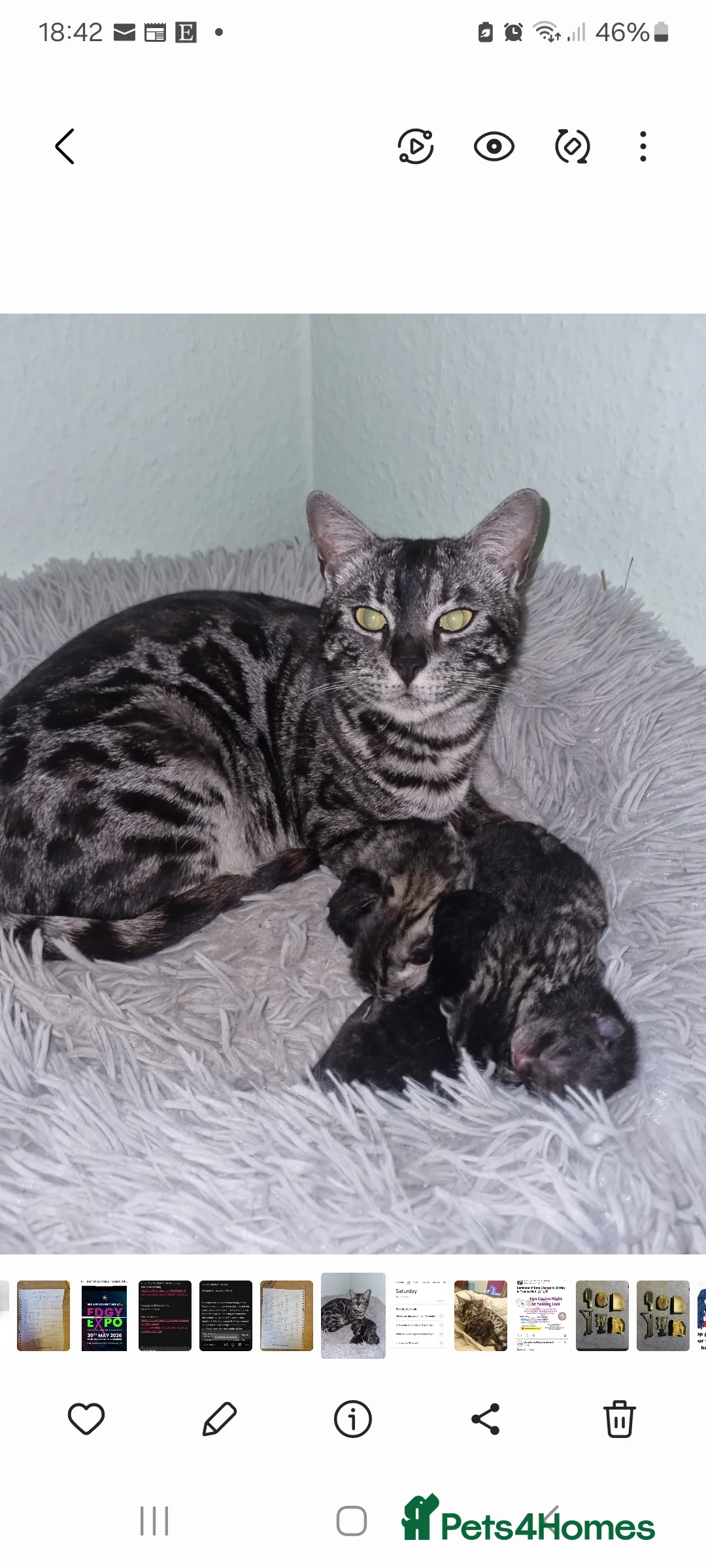 Bengal cats for sale: Bengal cross kittens. - Advert 9