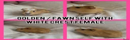 Guinea Pig rodents for sale: BABY GUINEA PIGS READY NOW  - Advert 7
