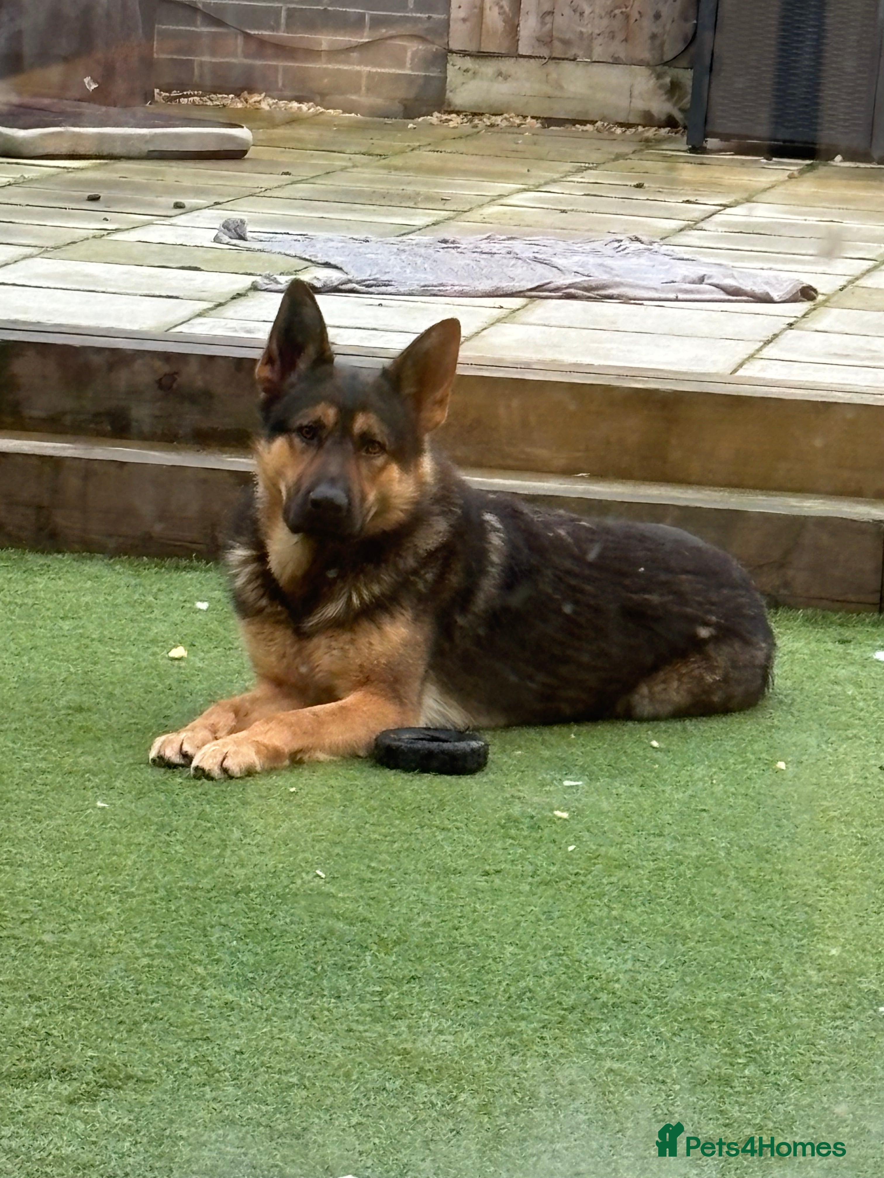 Mixed Breed dogs German/Mali protection dog - Advert 2