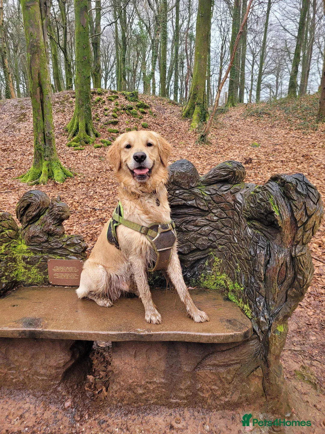 Golden Retriever dogs for stud: Proven Golden retriever - KC registered in Cardiff - Advert 20