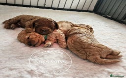 Cavapoo dogs for sale: F1B Cavapoo puppies DUE 4 Aug.DNA hereditory clear - Image 2