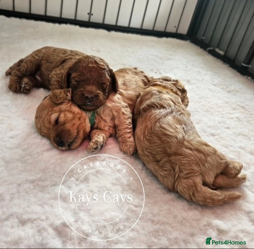 Cavapoo dogs for sale: F1B Cavapoo puppies DUE 4 Aug.DNA hereditory clear - Image 2
