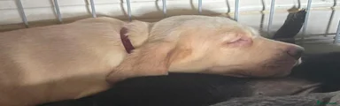 Mixed Breed 5