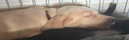 Mixed Breed dogs for sale: F2b labmaraner  - Advert 25