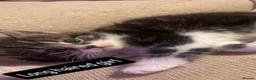 Mixed Breed cats for sale: X3 female kittens  - Advert 3