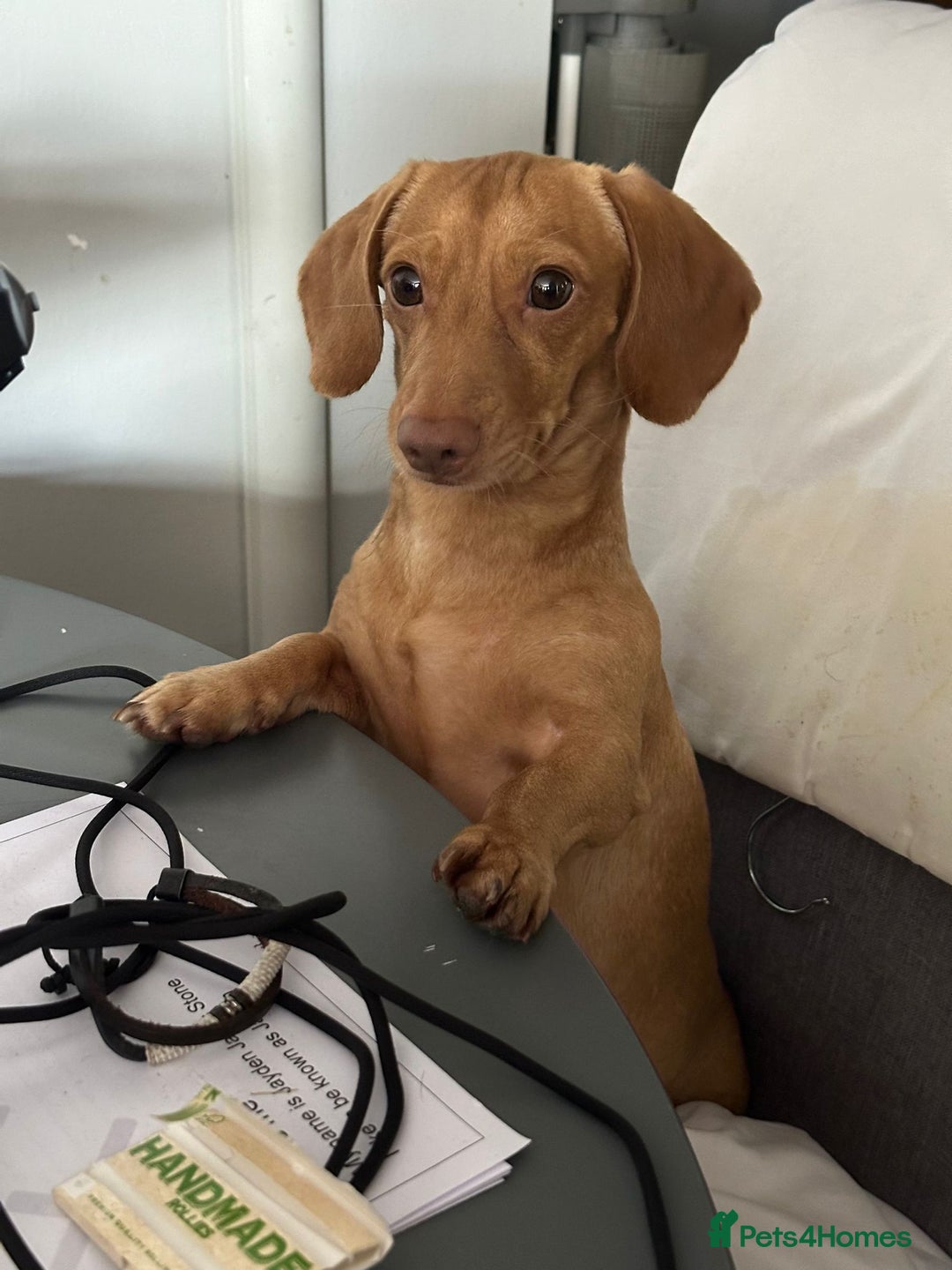 Miniature Dachshund dogs for stud: Cream Male for stud  in Waterlooville - Image 1