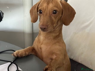 Miniature Dachshund dogs Cream Male for stud in Waterlooville - Advert 6