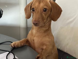 Miniature Dachshund dogs Cream Male for stud in Waterlooville - Advert 19