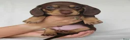 Miniature Dachshund dogs for sale: Magnificent miniature Dachshund puppies. in Northampton - Advert 7