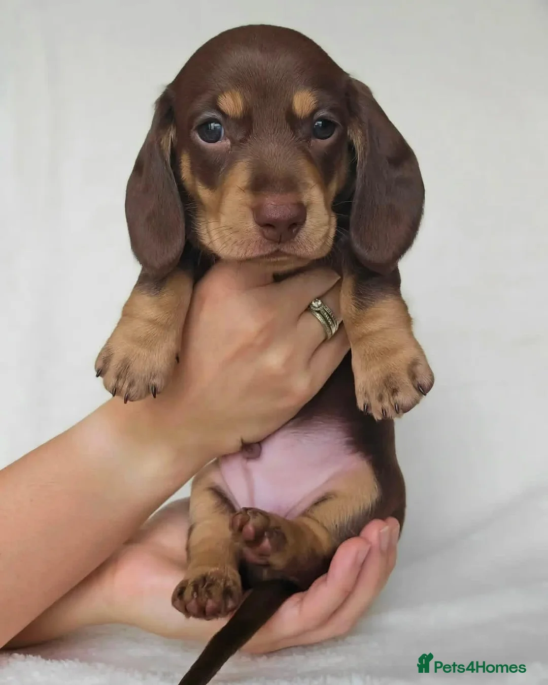 Miniature Dachshund dogs for sale: Magnificent miniature Dachshund puppies. in Northampton - Advert 7