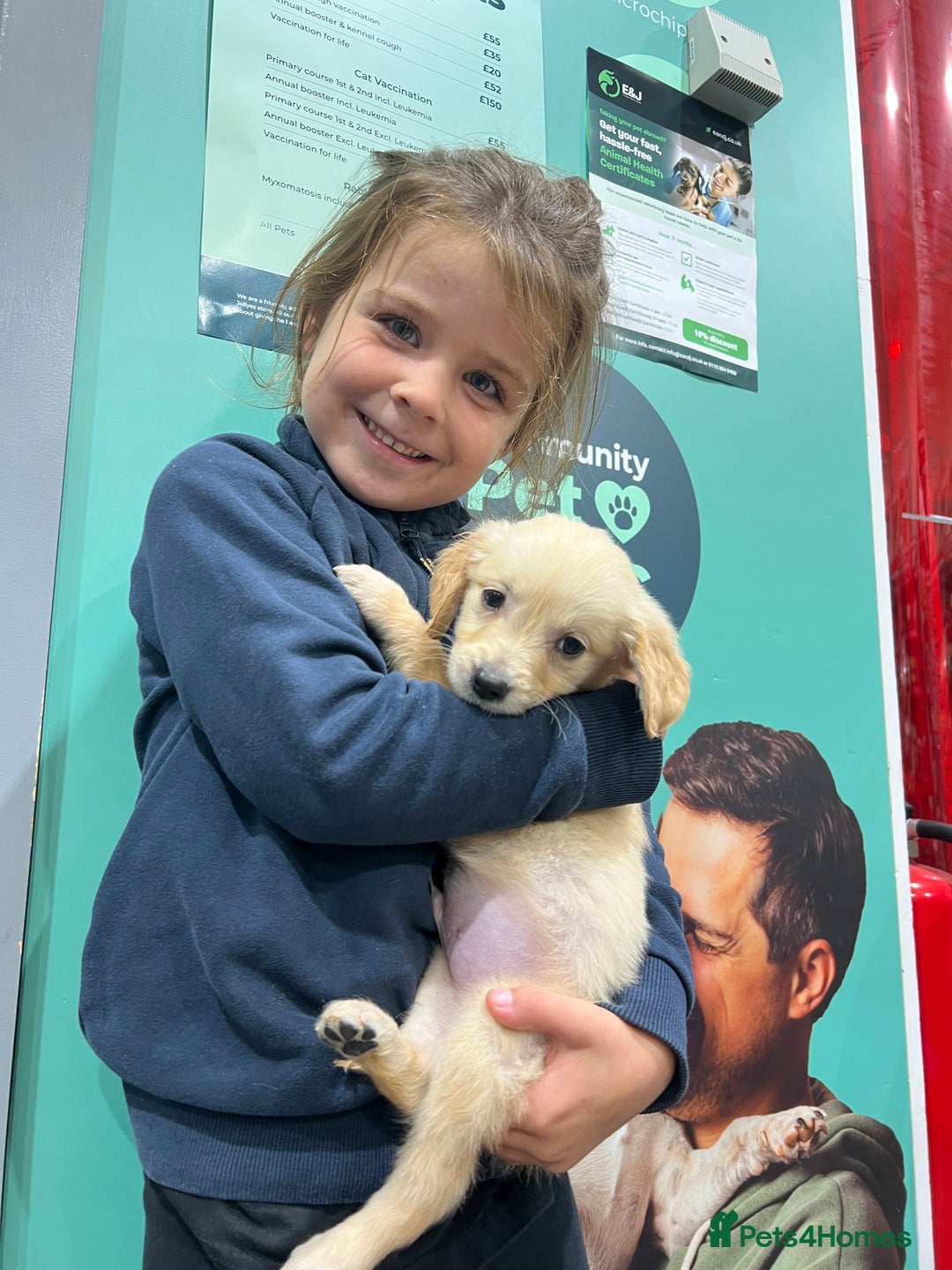 Golden Retriever dogs for sale: KC, Extensively health tested goldens boy and girl - Image 27