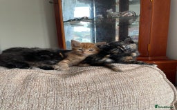 Mixed Breed cats for sale: Beautiful little kittens - Image 15