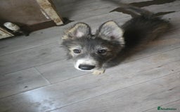 Mixed Breed dogs for sale: German Shepherd x Husky/Collie - Image 9