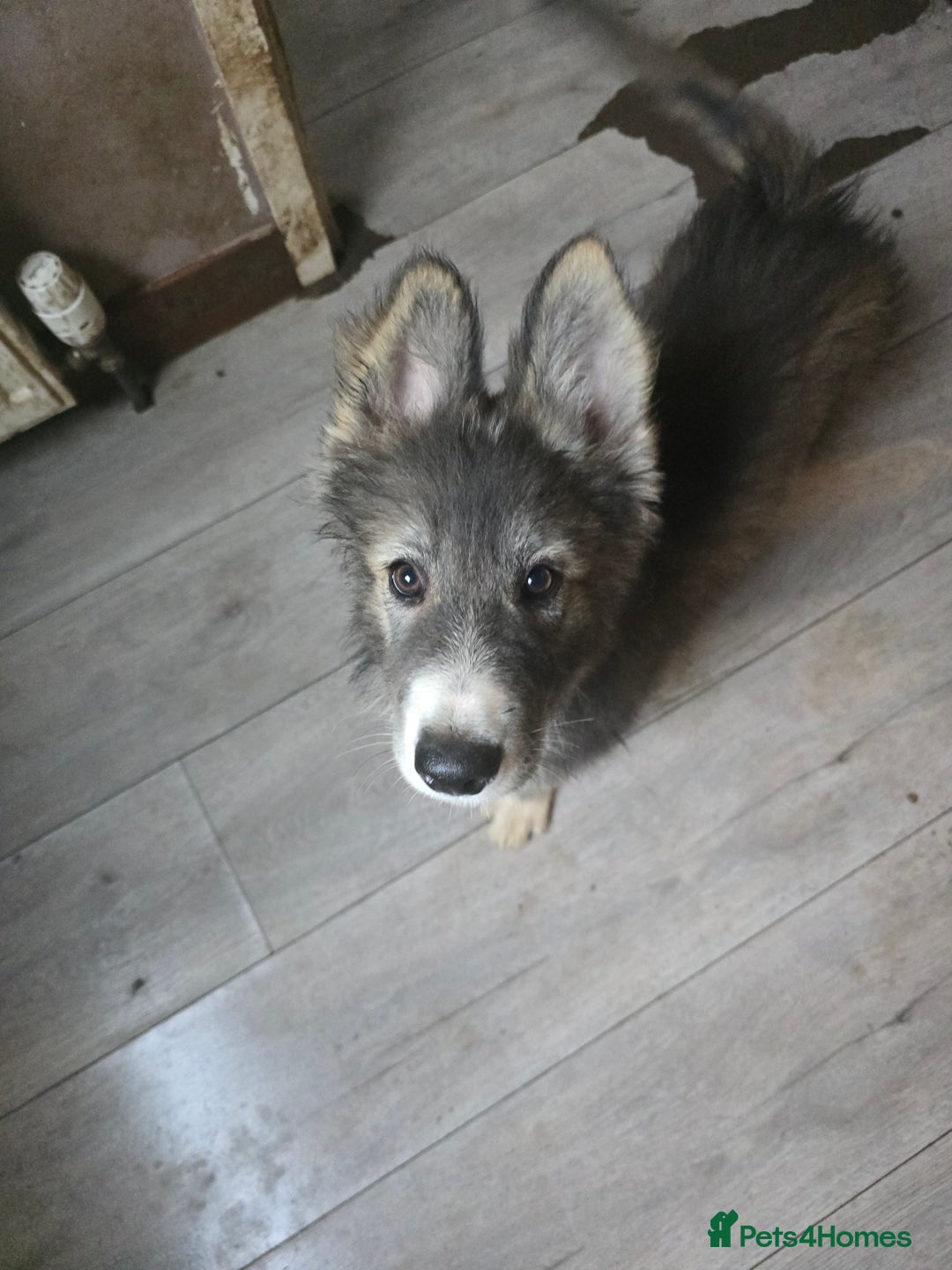 Mixed Breed dogs for sale: German Shepherd x Husky/Collie - Image 9