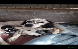 English Setter dogs for adoption: Setter x pups  - Image 2