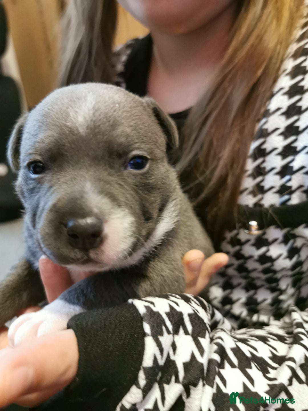 Staffordshire Bull Terrier dogs for sale: Beautiful Staffy's puppies - Advert 5