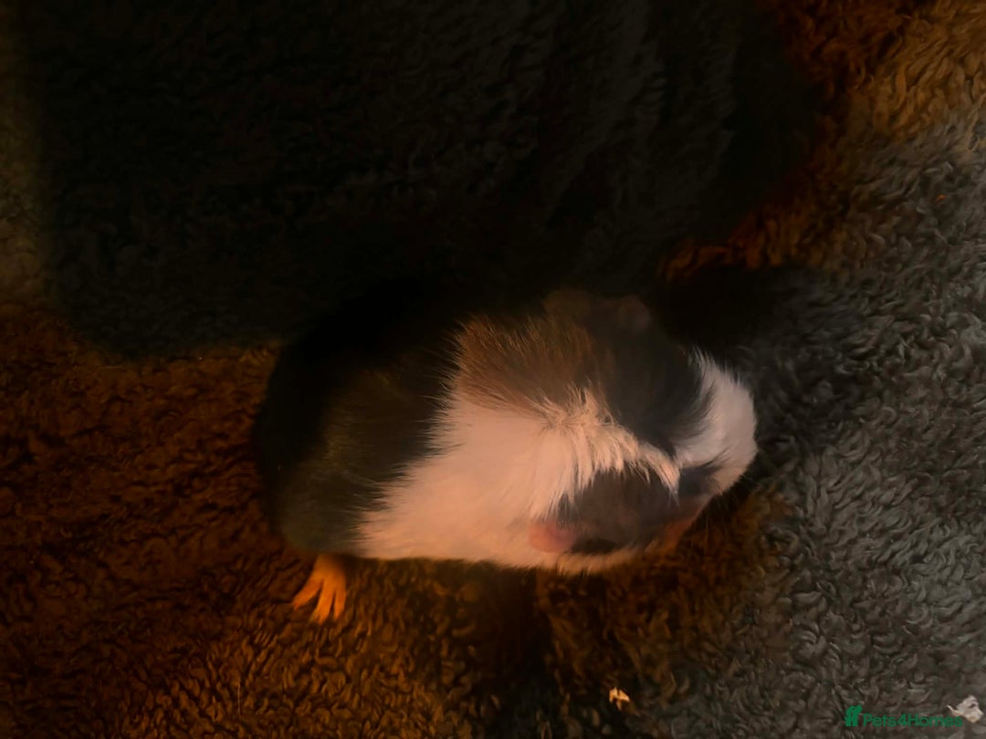 Guinea Pig rodents for sale: 2 beautiful girl piggys  - Advert 3