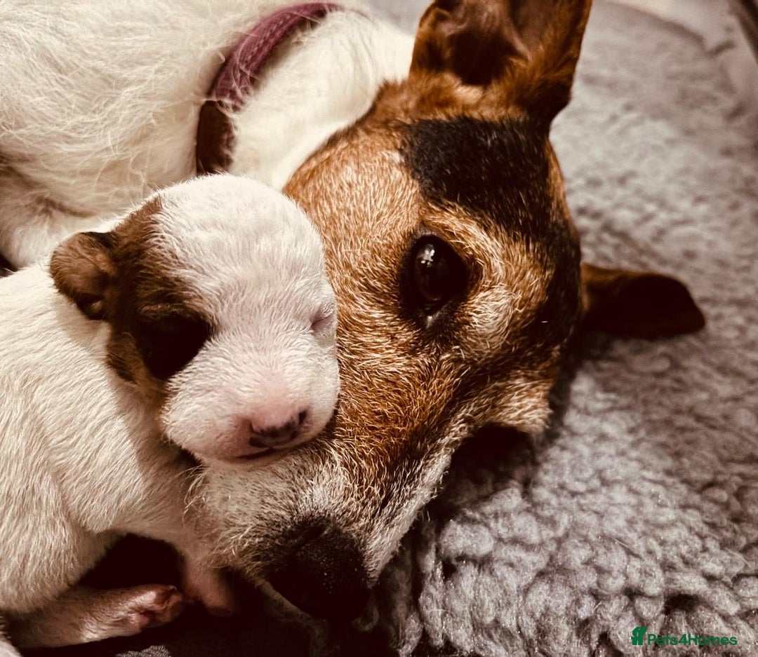 Parson Russell dogs for sale: Parsons Russell Puppies - Advert 2