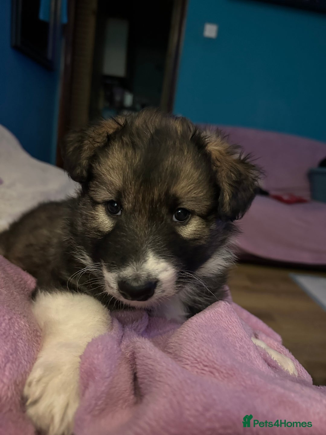 Mixed Breed dogs for sale: Gorgeous pups  - Advert 10