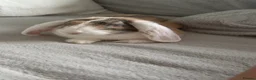 Mixed Breed rabbits for sale: 9 month old rabbit  - Advert 5